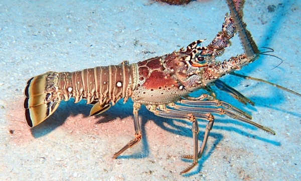 caribbean spiny lobster