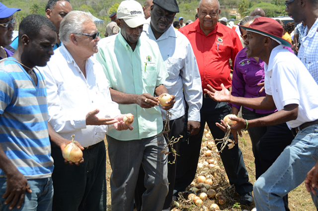 FIFTY PER CENT INCREASE Karl-Samuda-Onion-640x425