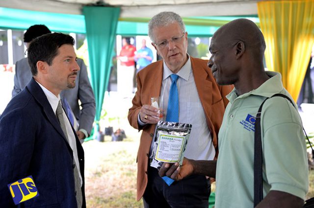 Ministry Seeks to Revive Banana Industry-640x425