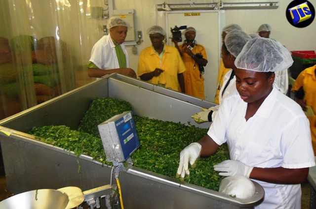 Callaloo-640x425