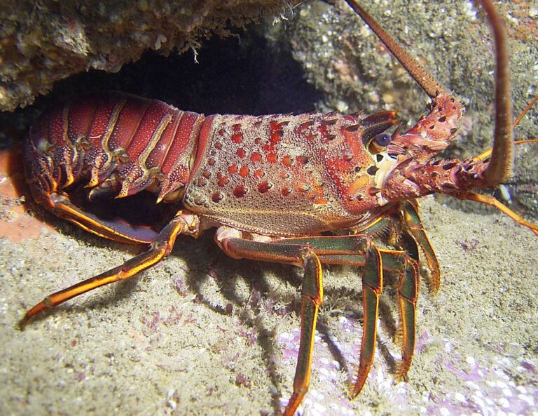 spiny-Lobster