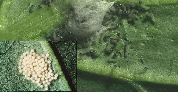 beetarmyworms (1)