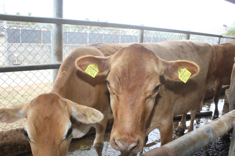 Tag_&_Trace_Cattle