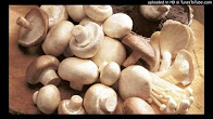 AgroBuzz - Growing Mushrooms in jamaica