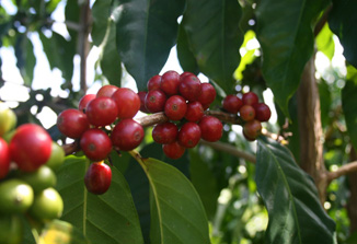Coffee berry