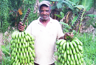 banana farmer