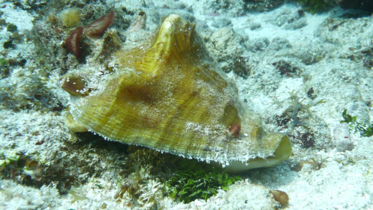 conch (1)