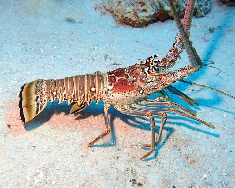 caribbean spiny lobster