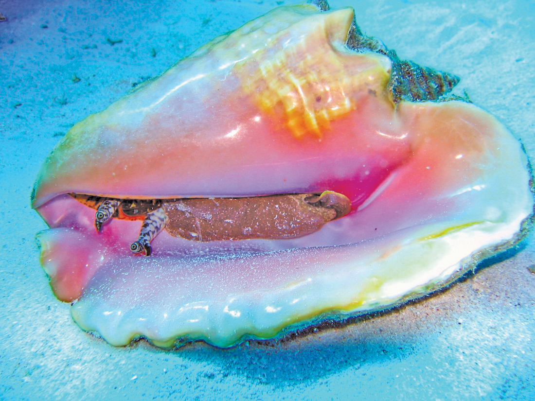 wccc-queen-conch-eyes