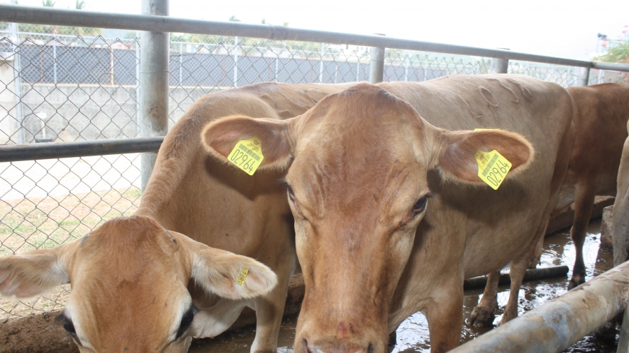 Tag_&_Trace_Cattle