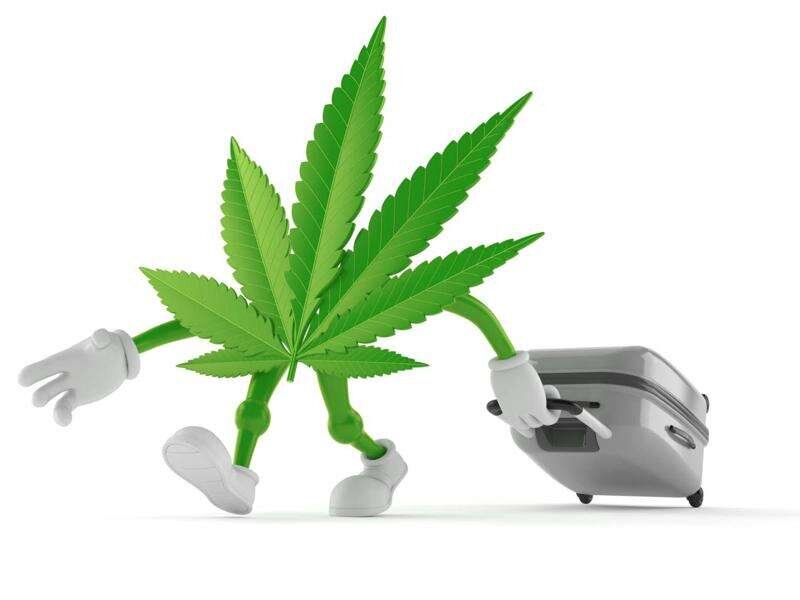 Cannabis