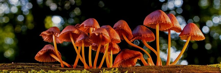 Hill Mushroom Psilocybin